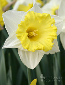 vegas daffodil las vegas daffodil item 82109 narcissus las vegas